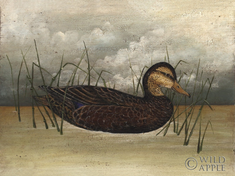Reproduction of Black Duck by David Carter Brown - Wall Decor Art