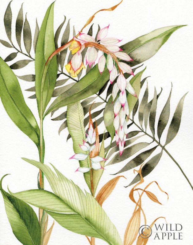 Reproduction of Botanical Shell Ginger Crop by Kathleen Parr McKenna - Wall Decor Art