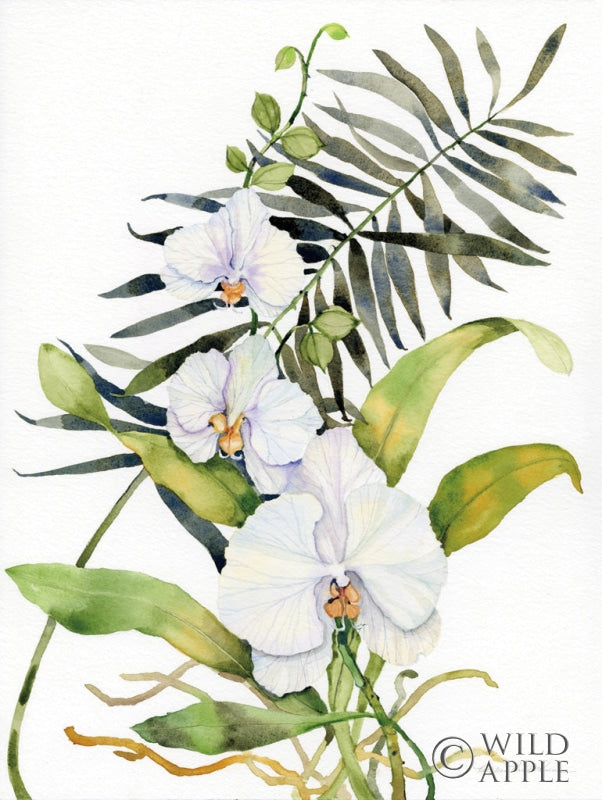 Reproduction of Botanical Phalaenopsis by Kathleen Parr McKenna - Wall Decor Art