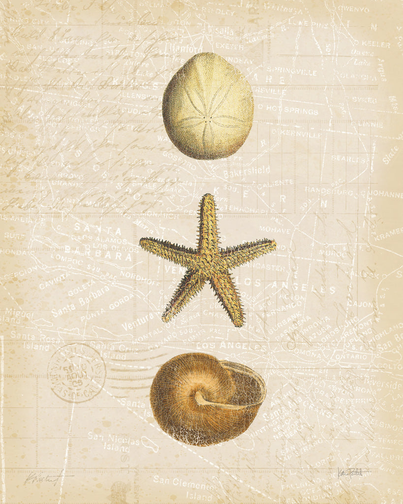 Reproduction of Coastal Shells IV by Katie Pertiet - Wall Decor Art