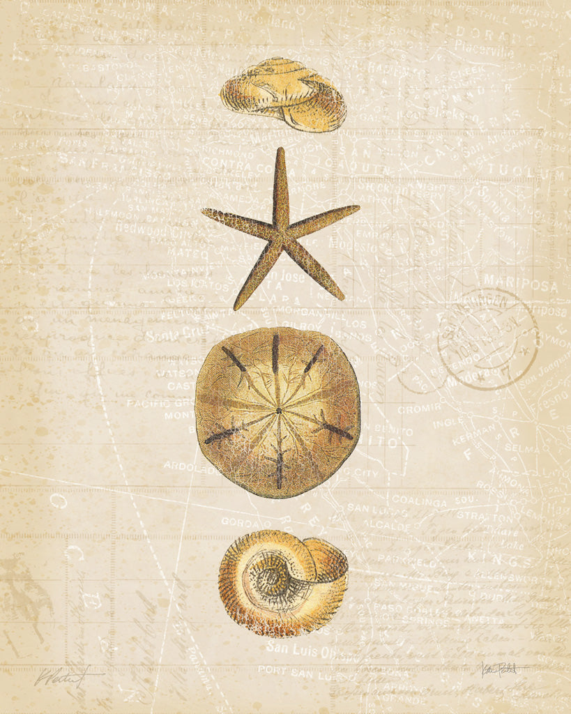 Reproduction of Coastal Shells III by Katie Pertiet - Wall Decor Art