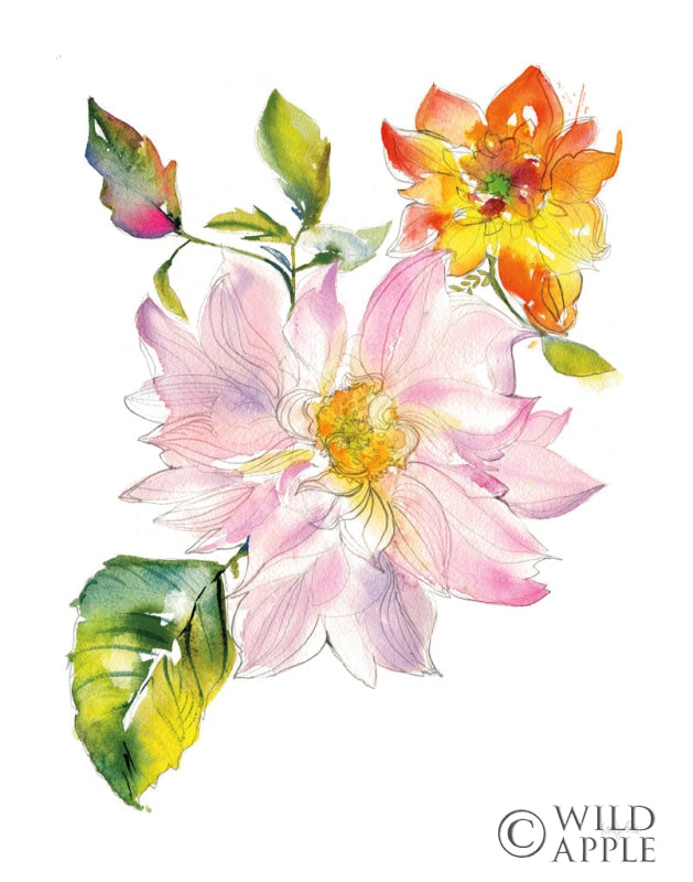 Reproduction of Dahlia Delight of the Day II by Kristy Rice - Wall Decor Art
