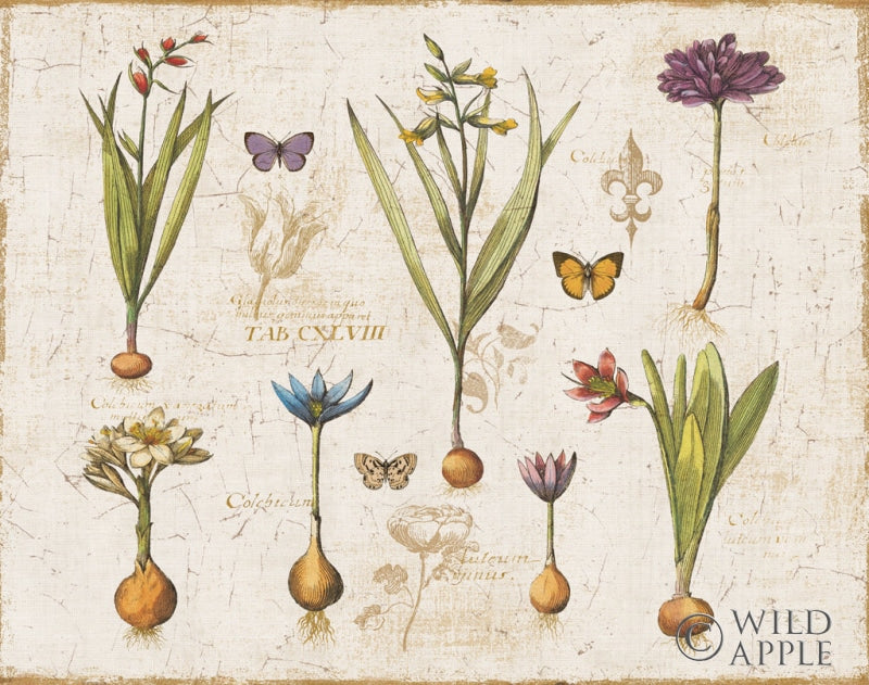 Reproduction of Histoire Naturelle V v2 by Pela - Wall Decor Art