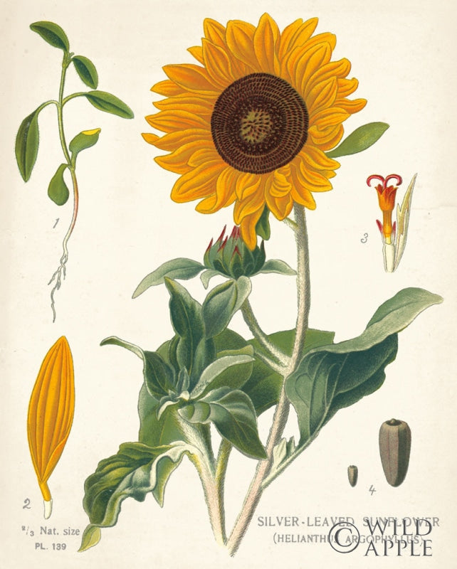 Reproduction of Sunflower Chart on Ivory by Sue Schlabach - Wall Decor Art