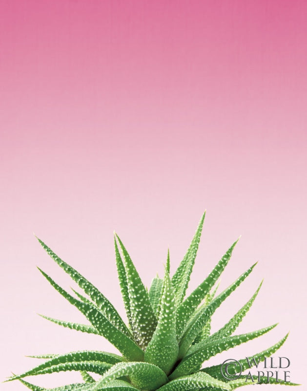 Reproduction of Succulent Simplicity I Pink Ombre Crop by Felicity Bradley - Wall Decor Art