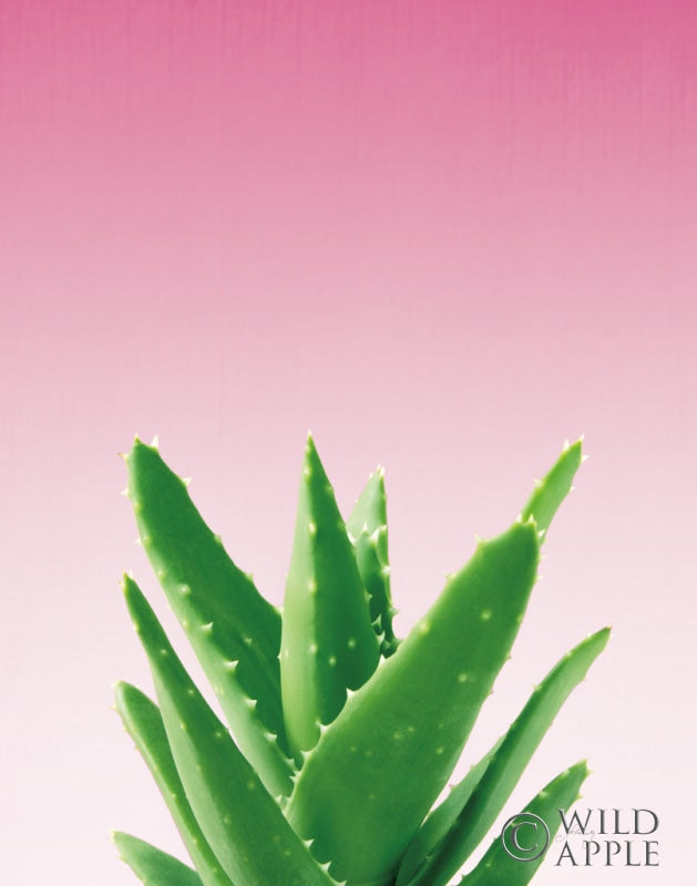 Reproduction of Succulent Simplicity V Pink Ombre Crop by Felicity Bradley - Wall Decor Art