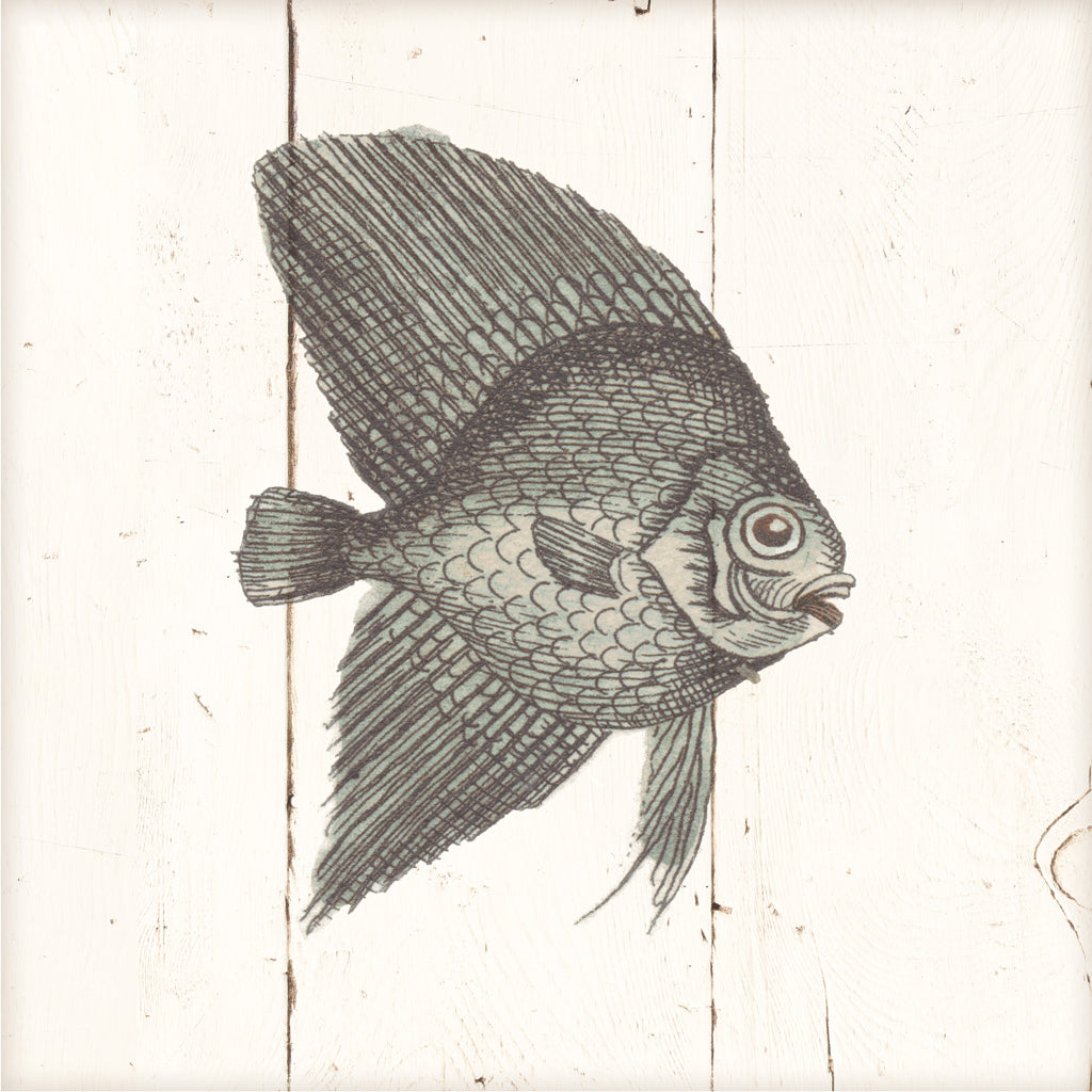 Reproduction of Fish Sketches III Shiplap by Wild Apple Portfolio - Wall Decor Art