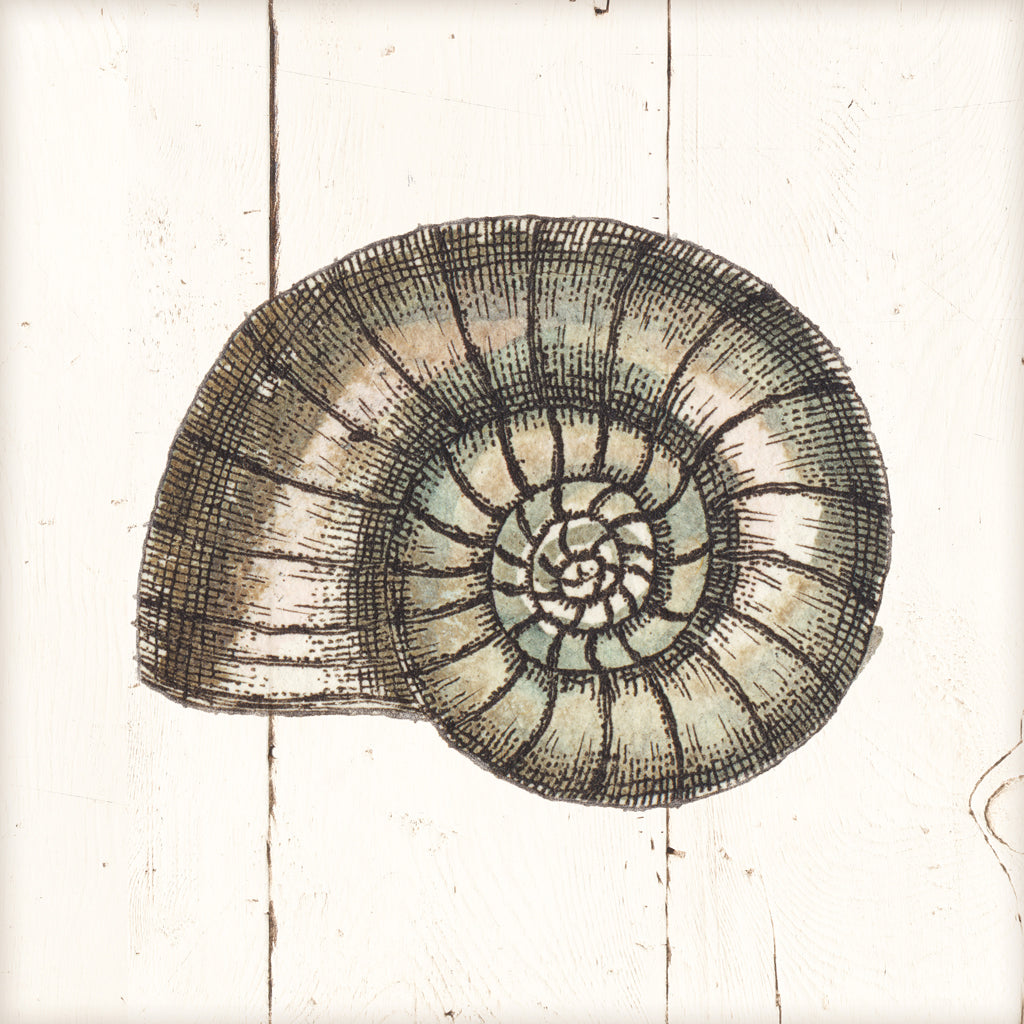 Reproduction of Shell Sketches I Shiplap by Wild Apple Portfolio - Wall Decor Art