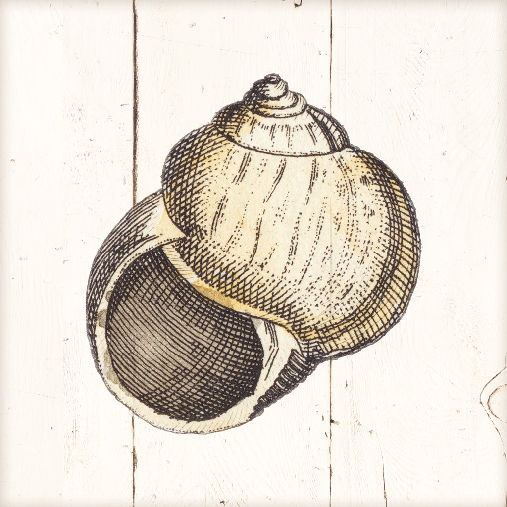 Reproduction of Shell Sketches II Shiplap by Wild Apple Portfolio - Wall Decor Art