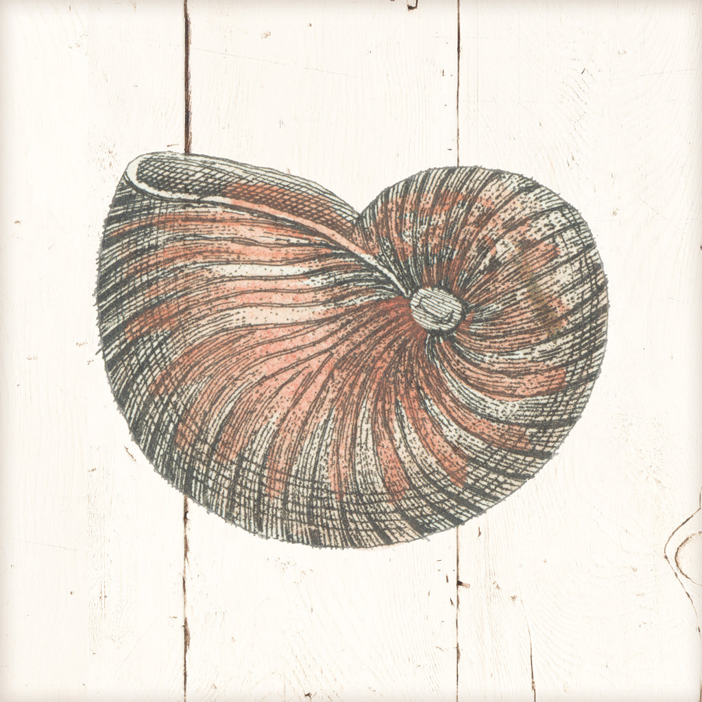 Reproduction of Shell Sketches III Shiplap by Wild Apple Portfolio - Wall Decor Art