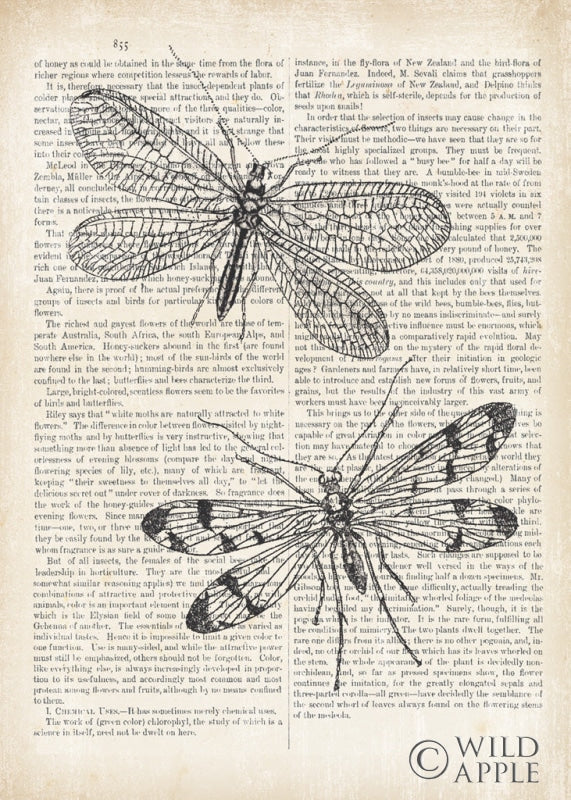 Reproduction of Vintage Dragonflies on Newsprint by Wild Apple Portfolio - Wall Decor Art