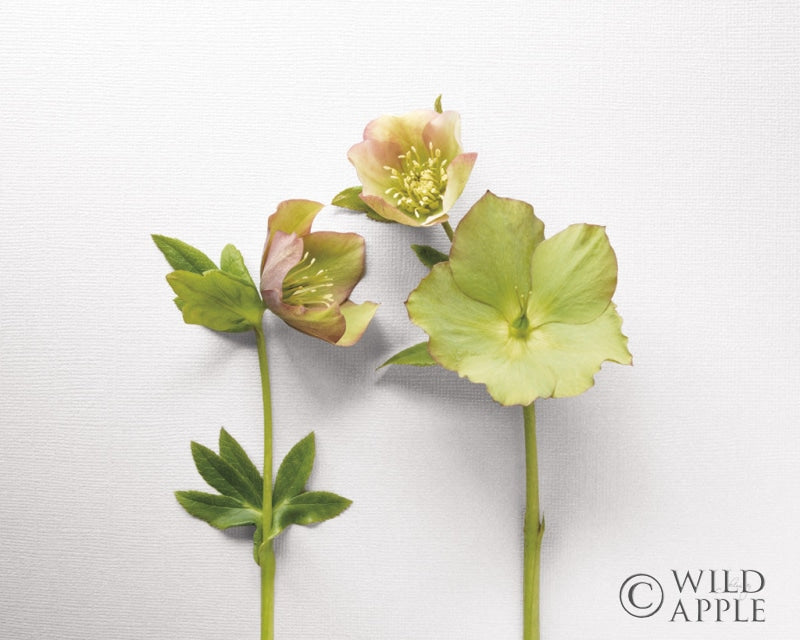 Reproduction of Hellebore Study IV by Felicity Bradley - Wall Decor Art