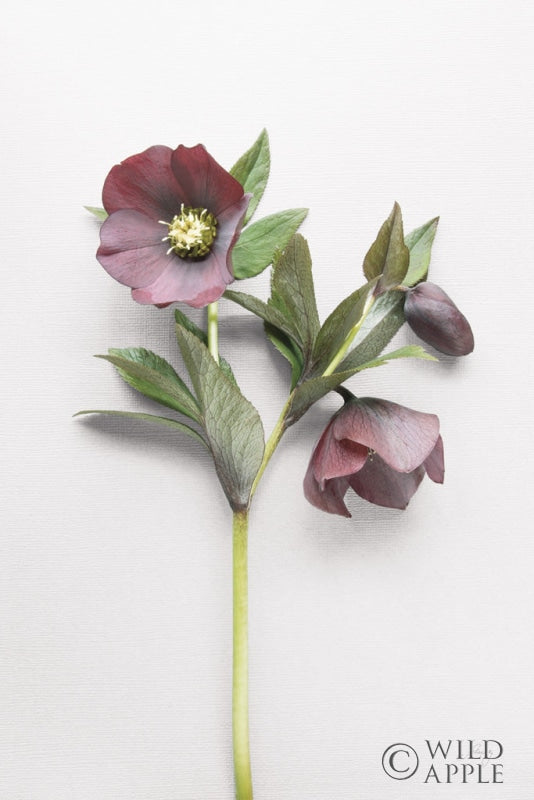 Reproduction of Hellebore Study V by Felicity Bradley - Wall Decor Art