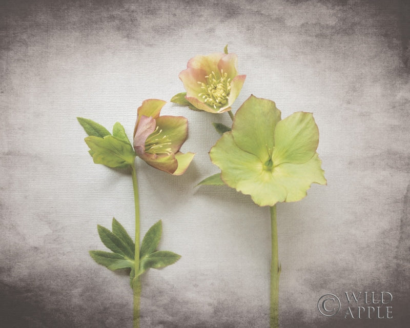 Reproduction of Vintage Hellebore Study IV by Felicity Bradley - Wall Decor Art
