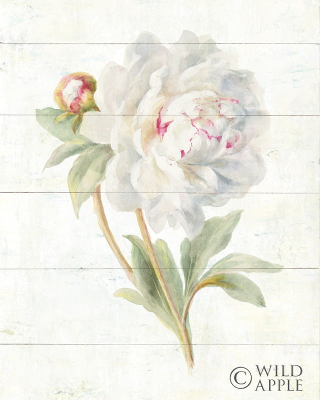 Reproduction of June Blooms II by Danhui Nai - Wall Decor Art