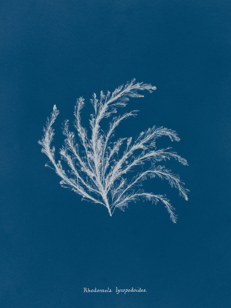 Reproduction of Delicate Coral II by Wild Apple Portfolio - Wall Decor Art