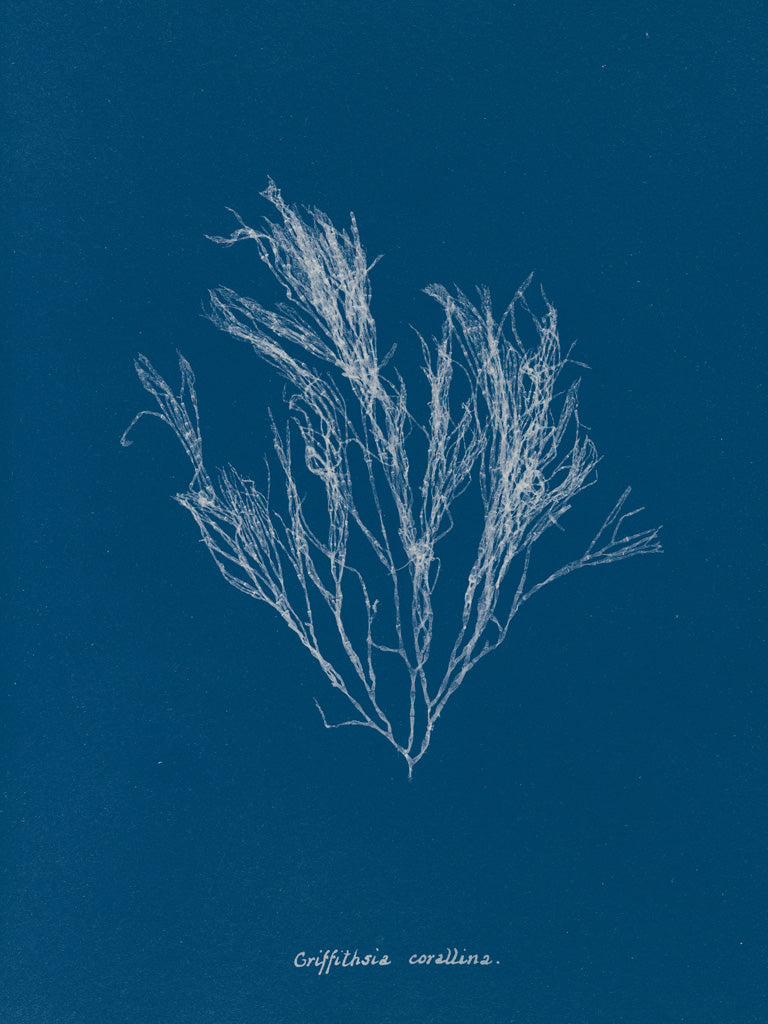 Reproduction of Delicate Coral III by Wild Apple Portfolio - Wall Decor Art