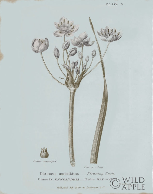 Reproduction of Conversations on Botany II Blue by Wild Apple Portfolio - Wall Decor Art