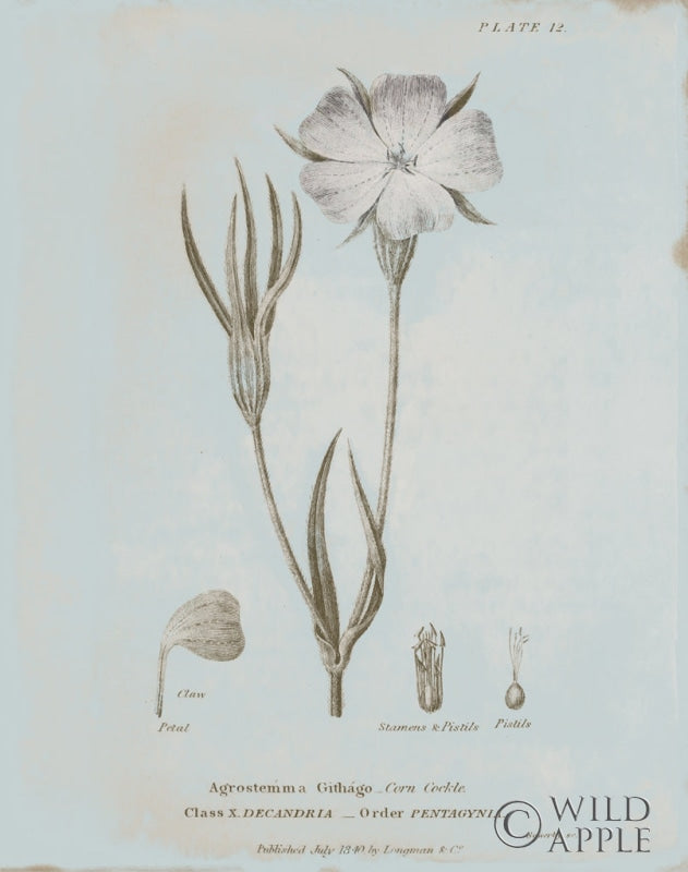 Reproduction of Conversations on Botany III Blue by Wild Apple Portfolio - Wall Decor Art