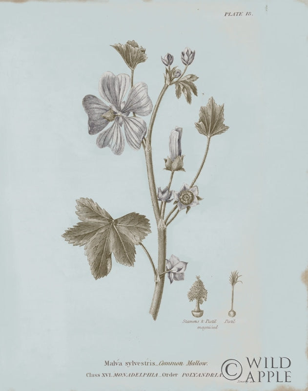 Reproduction of Conversations on Botany VII Blue by Wild Apple Portfolio - Wall Decor Art