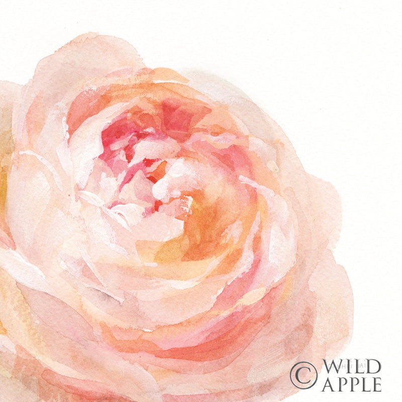 Reproduction of Garden Rose on White Crop by Danhui Nai - Wall Decor Art