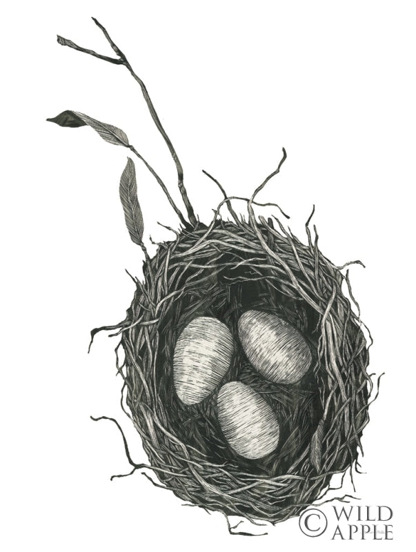 Reproduction of Springtime Nest III by Sara Zieve Miller - Wall Decor Art
