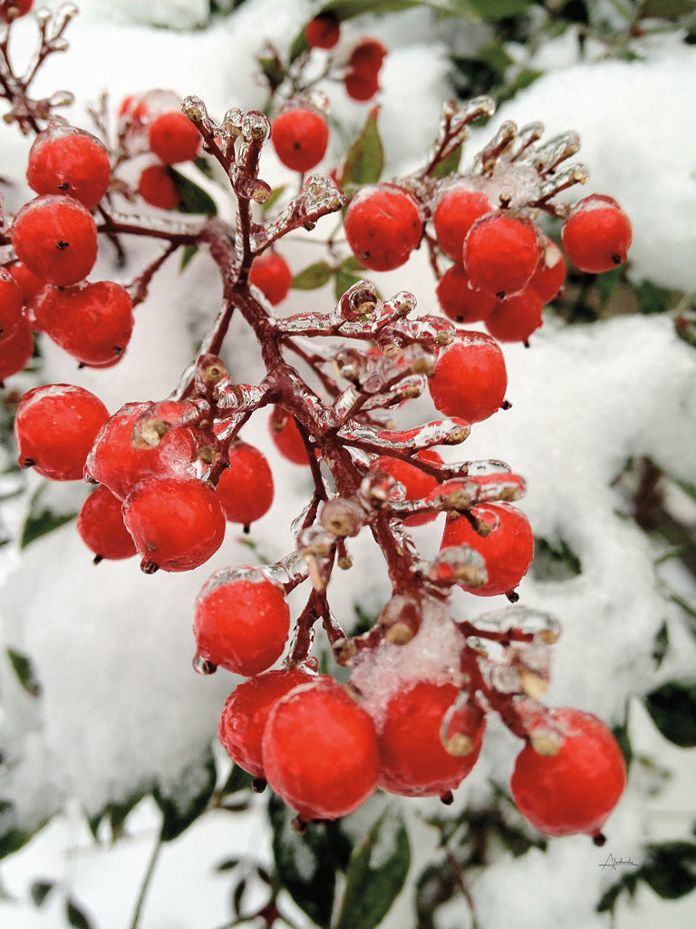 Reproduction of Berries in Snow by Aledanda - Wall Decor Art