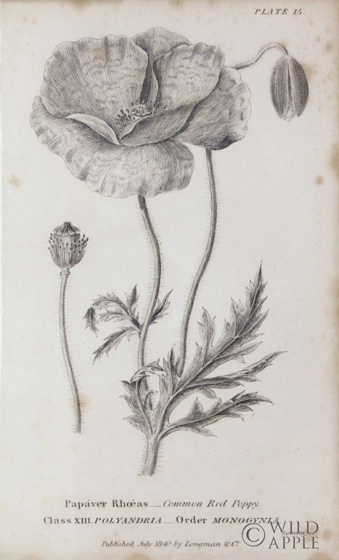 Reproduction of Conversations on Botany V by Wild Apple Portfolio - Wall Decor Art