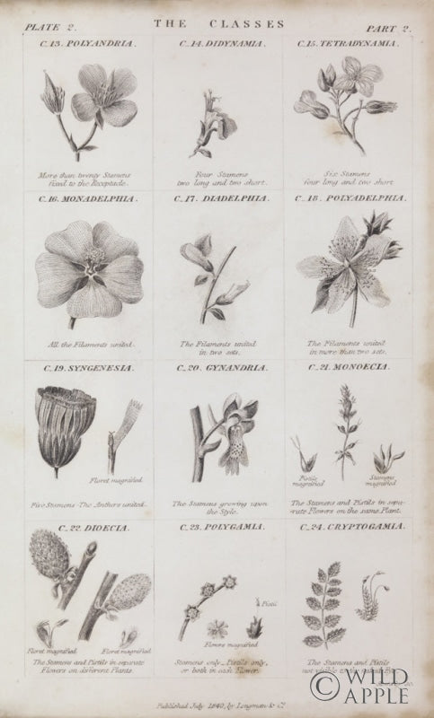 Reproduction of Conversations on Botany X by Wild Apple Portfolio - Wall Decor Art