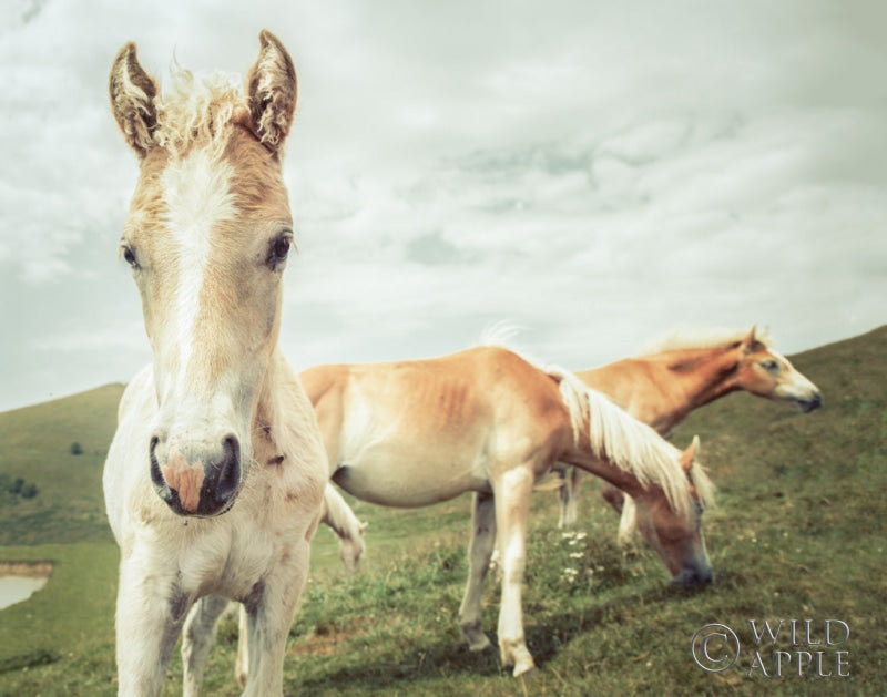 Reproduction of Three Buddies Crop by Aledanda - Wall Decor Art