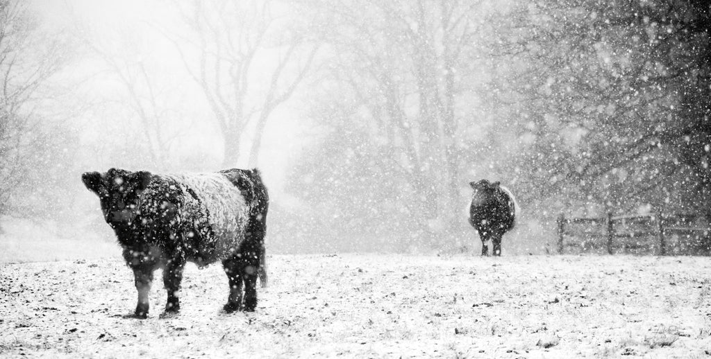 Reproduction of Oreos and Milk III by Aledanda - Wall Decor Art