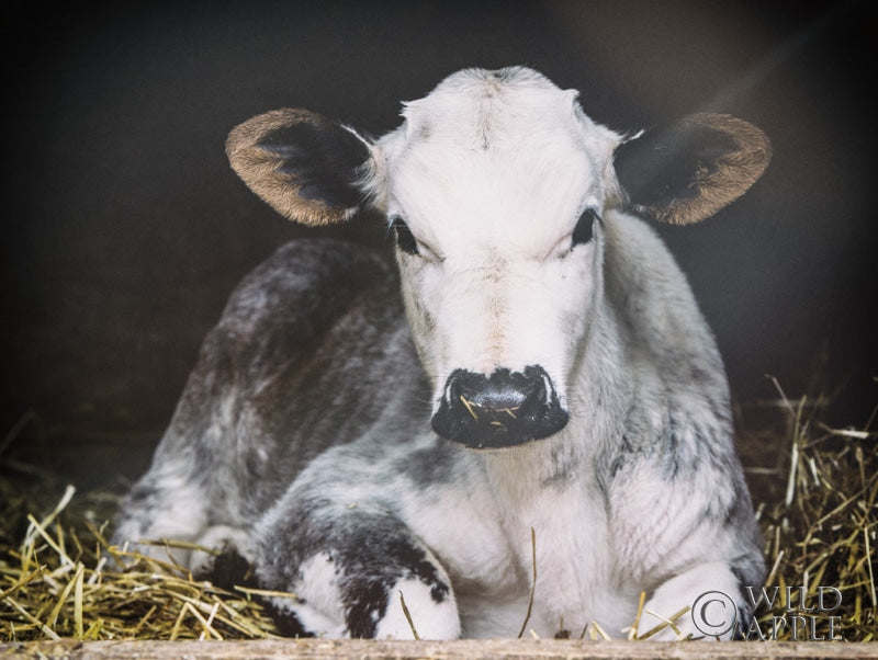 Reproduction of Busy Day by Aledanda - Wall Decor Art