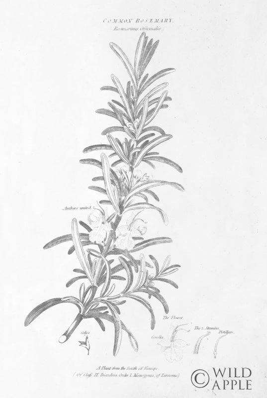 Reproduction of Botany Book VI by Wild Apple Portfolio - Wall Decor Art