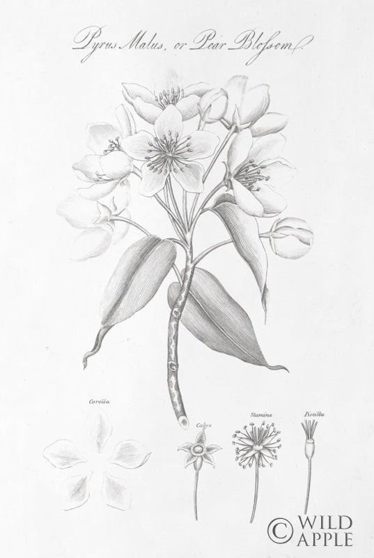 Reproduction of Botany Book VIII by Wild Apple Portfolio - Wall Decor Art