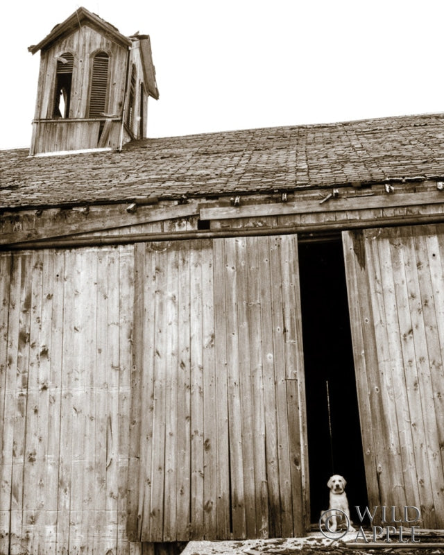 Reproduction of Barnyard Dog by Jim Dratfield - Wall Decor Art