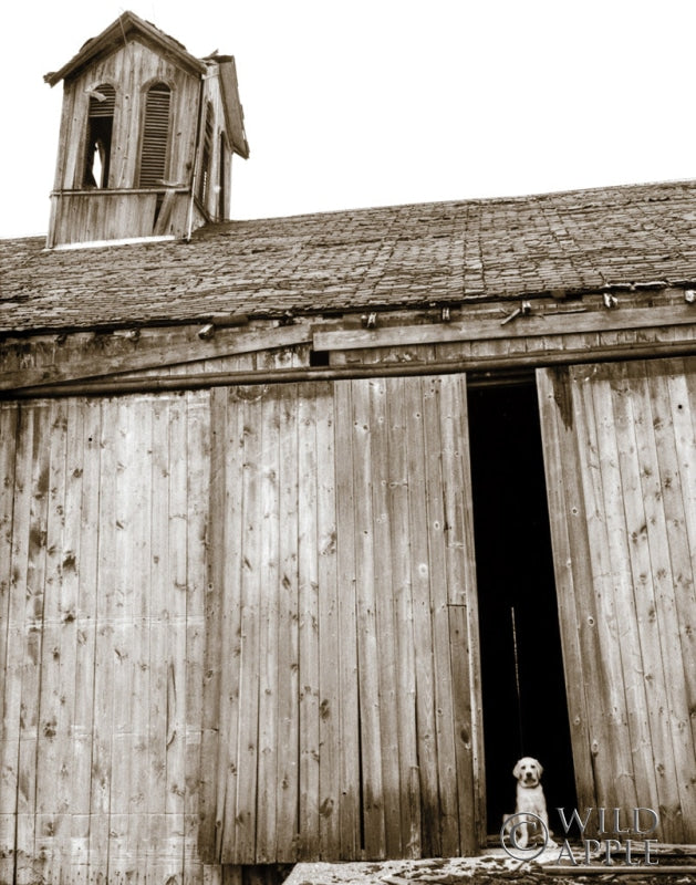 Reproduction of Barnyard Dog by Jim Dratfield - Wall Decor Art