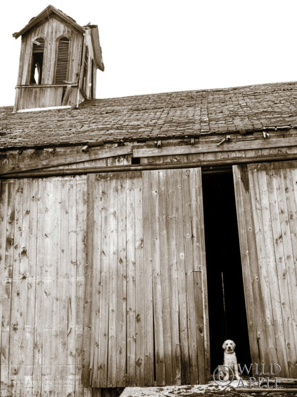 Reproduction of Barnyard Dog by Jim Dratfield - Wall Decor Art