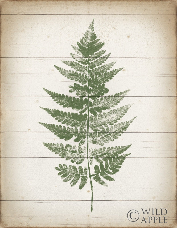 Reproduction of Fern Print I v2 by Moira Hershey - Wall Decor Art