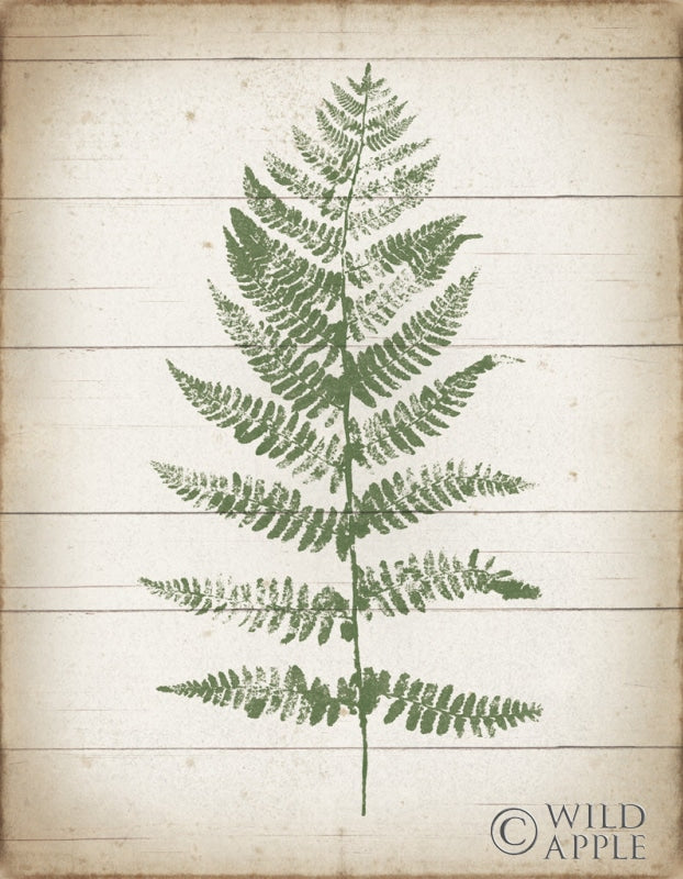 Reproduction of Fern Print II v2 by Moira Hershey - Wall Decor Art