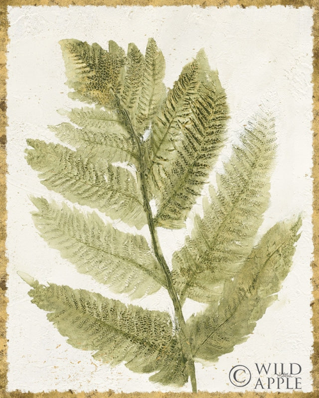 Reproduction of Forest Ferns I Antique by Albena Hristova - Wall Decor Art