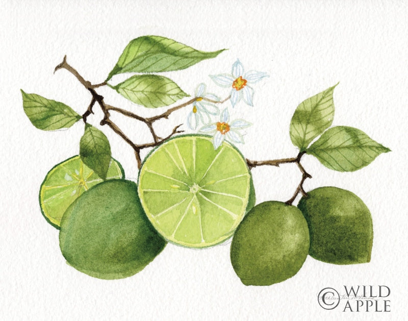 Reproduction of Citrus Garden VII by Kathleen Parr McKenna - Wall Decor Art