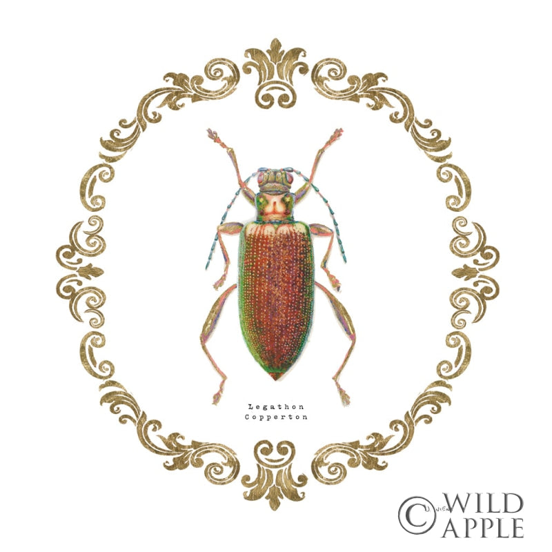 Reproduction of Adorning Coleoptera VI Sq by James Wiens - Wall Decor Art