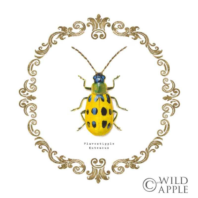 Reproduction of Adorning Coleoptera VII Sq by James Wiens - Wall Decor Art