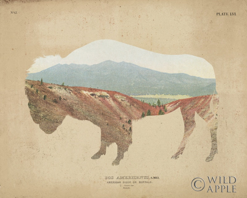 Reproduction of American Southwest Buffalo Distressed by Wild Apple Portfolio - Wall Decor Art