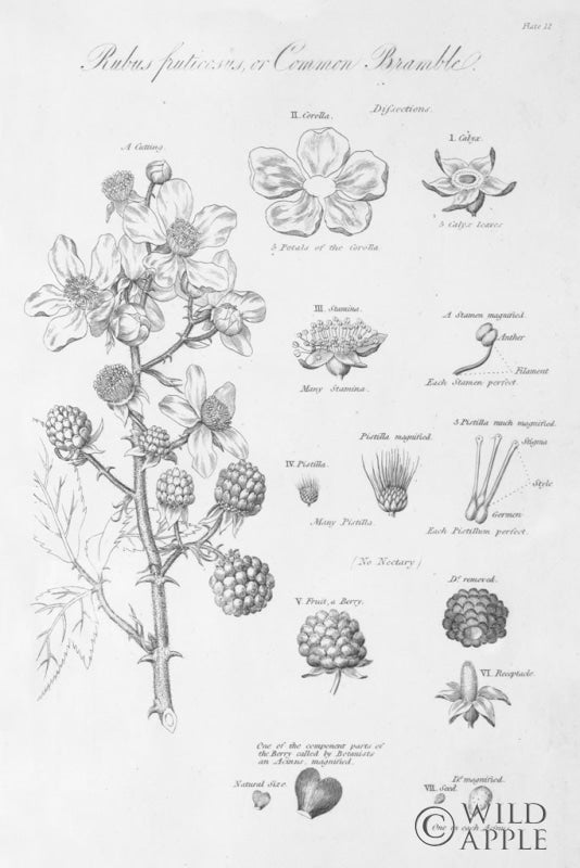 Reproduction of Elements of Botany I by Wild Apple Portfolio - Wall Decor Art