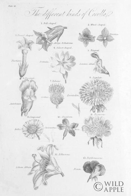 Reproduction of Elements of Botany II by Wild Apple Portfolio - Wall Decor Art