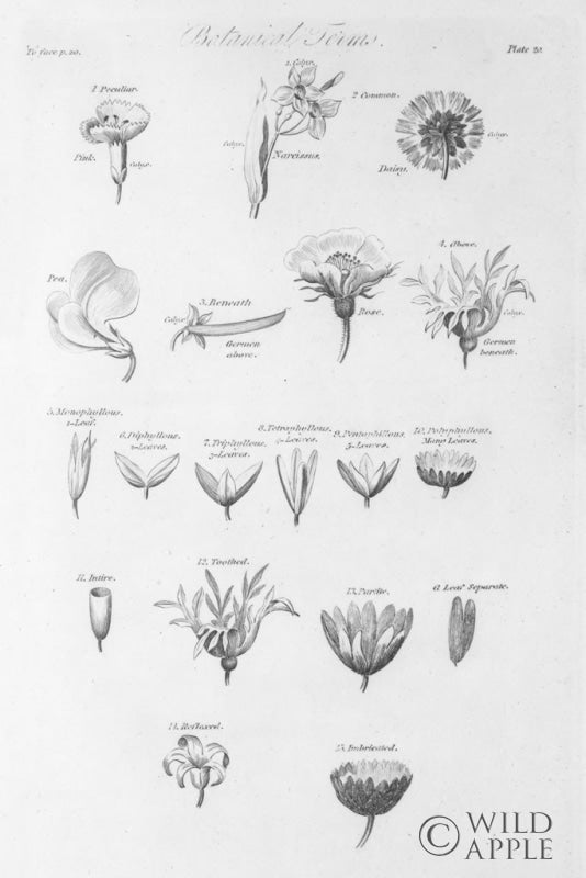 Reproduction of Elements of Botany IV by Wild Apple Portfolio - Wall Decor Art