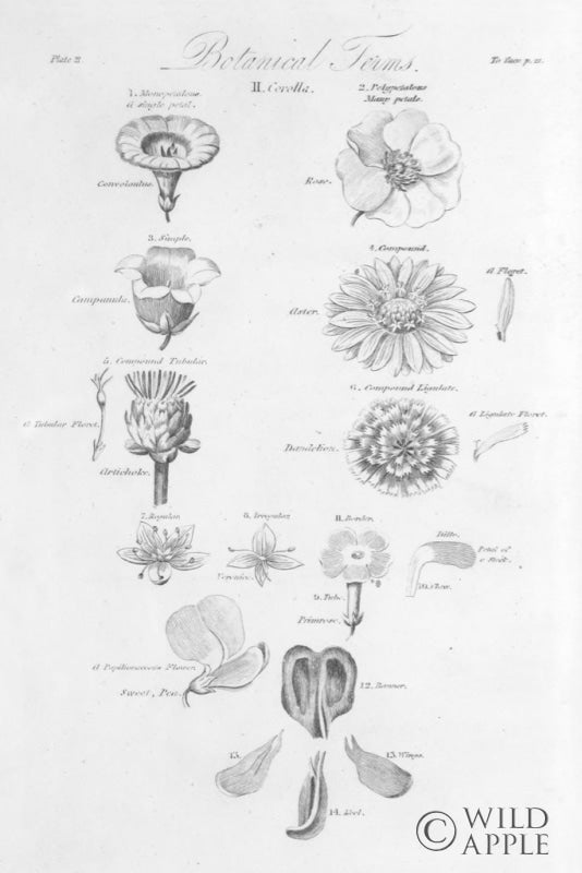 Reproduction of Elements of Botany V by Wild Apple Portfolio - Wall Decor Art