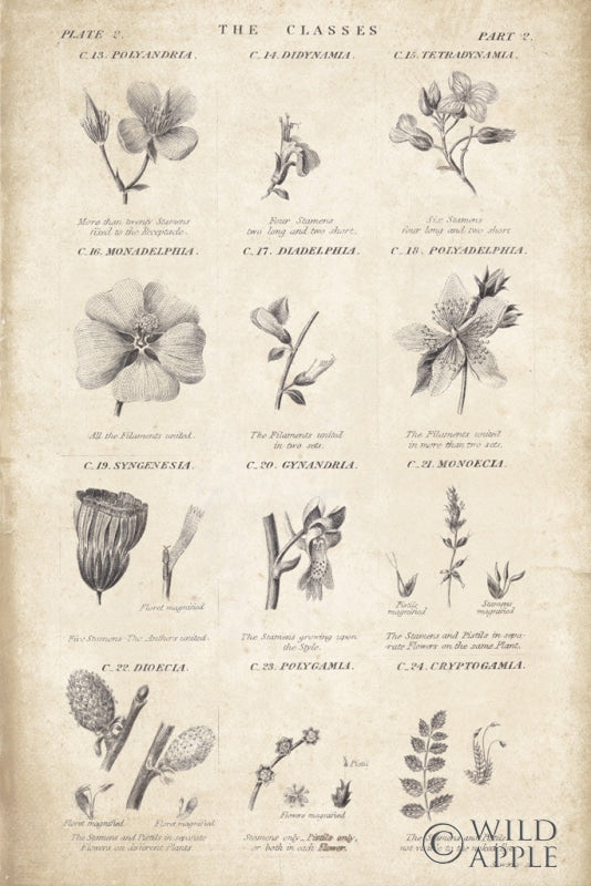 Reproduction of Conversations on  Botany 10 by Wild Apple Portfolio - Wall Decor Art