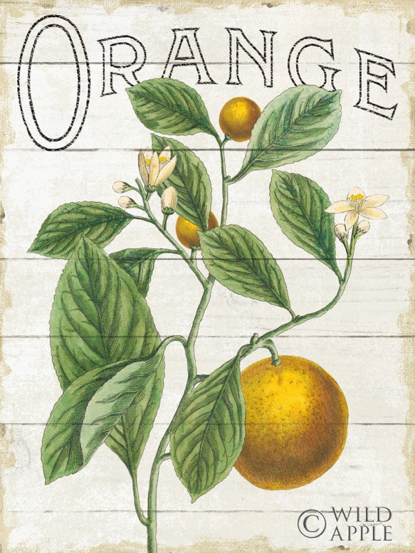 Reproduction of Classic Citrus VI Shiplap by Sue Schlabach - Wall Decor Art